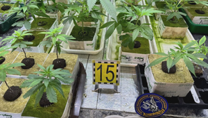 Rodinný biznis s marihuanou sa im nevyplatil. Otec a syn skončili za mrežami