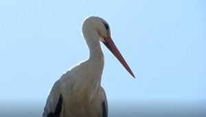 Bociany, ktoré vypustili z Bojnickej ZOO, sa už nevrátili. Jedného zabil dravec, druhého pytliaci