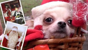 Sladká návšteva! 2-metrový Ded Moroz z Ruska, 200-kilový s čivavami z Komárna