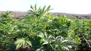 Drogová vojna pokračuje. Danko odkázal Žitňanskej, že návrh písať nemusí