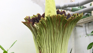 Jedinečný úkaz: V bratislavskej botanickej záhrade prvýkrát rozkvitol vzácny kvet