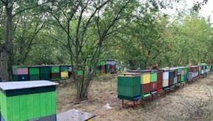 Hasiči zachraňovali státisíce životov. Požiar trávnatého porastu ohrozoval 80 rodín včiel