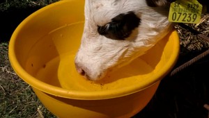 Podtatranská rarita. Na svet prišli trojčatá, každé inej farby