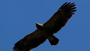 Orlica Anička dolietala. Osudným sa jej stal návrat na Slovensko