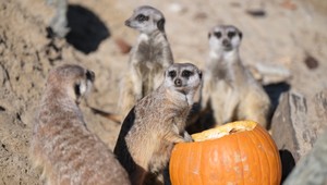 FOTOGALÉRIA: Zvieratám v košickej zoo servírovali stravu v halloweenskych tekviciach