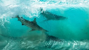 Neskutočné fotografie žralokov krúžiacich vo vlnách pri austrálskom pobreží