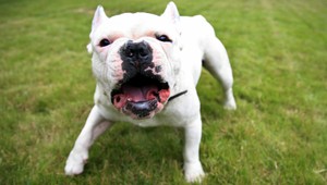 Pri Žiline napadol pes dievča. Majiteľ ho dal utratiť