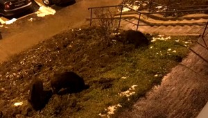 Diviačia zver robí problémy na sídliskách, vyhľadáva potravu stále bližšie k mestu