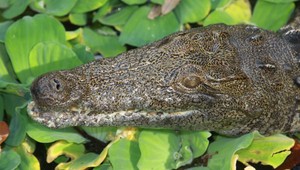 Cyklista videl po pár pohárikoch krokodíla v rieke. Rozhodol sa privolať políciu