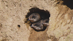 Ťažba verzus ohrozené vtáky: Na jazerách zahniezdili vzácne brehule