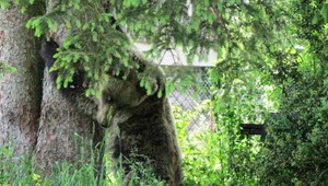 V okolí Žiliny sa pohybuje medveď, poľovníci nakrútili video