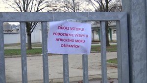 Africký mor ošípaných: Likvidujú celý chov, až 20 tisíc svíň domácich