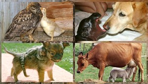 Dojímavé video: Adopcie v zvieracej ríši!