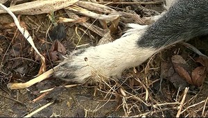 Mŕtve psy ležali s ďalším odpadom neďaleko cesty