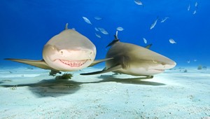 V nákupnom centre prasklo obrovské akvárium so žralokmi