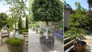 Chcete pestovať strom v sude? Pozor, niektoré korene roztrhnú aj betónové základy