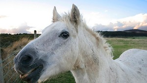 Splašené kone spôsobili dopravnú nehodu, 2 ľudia zomreli