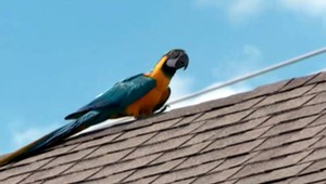 Žena hliadkovala 15 hodín denne. Očakávala návrat papagája