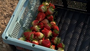 Jahodám upršané počasie zjavne neprekáža, o týždeň sa začne samozber