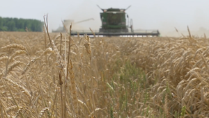 Na Slovensku začala žatva o dva týždne skôr. Má to však háčik