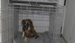 Policajti riešia prípad zúboženého a zraneného psa. Je možné, že ušiel spoza hraníc