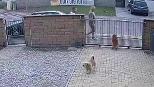 Psičkári pozor: Štekajúce psy spoza plotov ohrozuje dvojica mužov. Strieka na nich neznámu látku