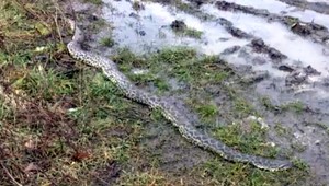 Pri Stupave sa objavila dvojmetrová anakonda. Nie je jasné, kde sa tam vzala