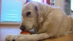 Každý pes niečo stojí. A nie práve málo...