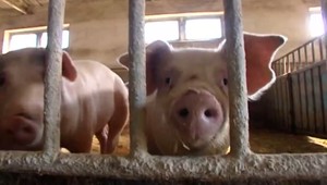 Mor ošípaných sa nebezpečne priblížil k našim hraniciam. Veterinári zavádzajú prísne opatrenia