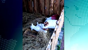 Ďalší útok na betlehem v Giraltovciach: V noci znovu úradovali vandali