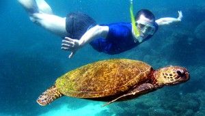 Korytnačky napádajú ľudí. Mýlia si ich s medúzami