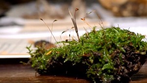 Na východe objavili raritu. Žije tam hororový chrobák