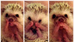 Z ježka internetová senzácia. Takto si umýva zúbky