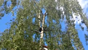 Hasiči zachraňovali tvrdohlavú mačku. Na strome strávila štyri dni