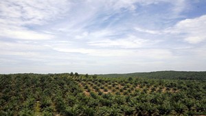 Európsky parlament chce zakázať používanie palmového oleja