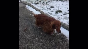 VIDEO: Pes v ponožkách brázdi bratislavské chodníky