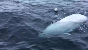 Osamelá veľryba beluga sa len chcela hrať