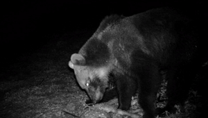 Do obce vošiel nebojácny medveď, vrátil sa dokonca opakovane. To naňho už čakali poľovníci s návnadou