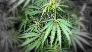 Petíciu europoslancov za dekriminalizáciu marihuany zatiaľ podporilo 15 000 ľudí