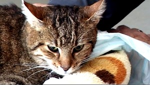 ROZHOVOR: Smiali sa, keď pes trhal nášho kocúra