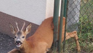 Vystrašený a zaseknutý. Mestskí policajti zachránili srnca v problémoch