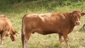 81-ročnú pani na lazoch napadol býk. Tá si mobilom privolala na pomoc svoju dcéru