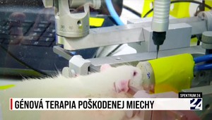 Spektrum 24 o génovej terapii poškodenej miechy