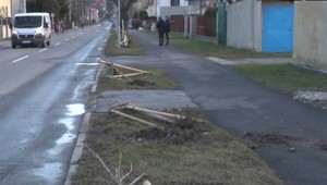 V Trenčíne vyčíňali vandali. Za obeť im padli mladé stromy