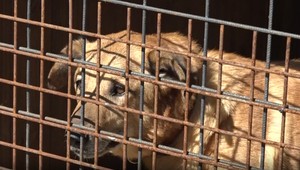 Miera krutosti voči zvieratám na Slovensku narastá. V Snine sa na to pripravili