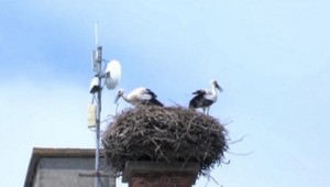 Pri Medzilaborciach našli bociana s brokom v krídle