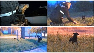 Ľudská krutosť. Vyhodili starého slepého psa