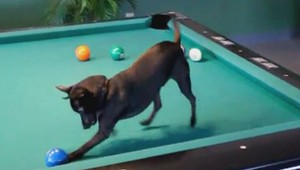VIDEO: Biliard nerobí problém ani čivave