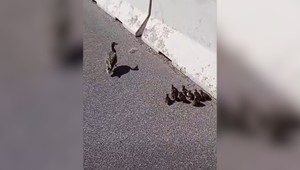 Nečakaní účastníci premávky: Kačacia rodinka zastavila bratislavský obchvat