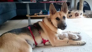 Týrali ju, zviazali a nechali pod mostom. Elizabeth po dlhých útrapách našla nový domov